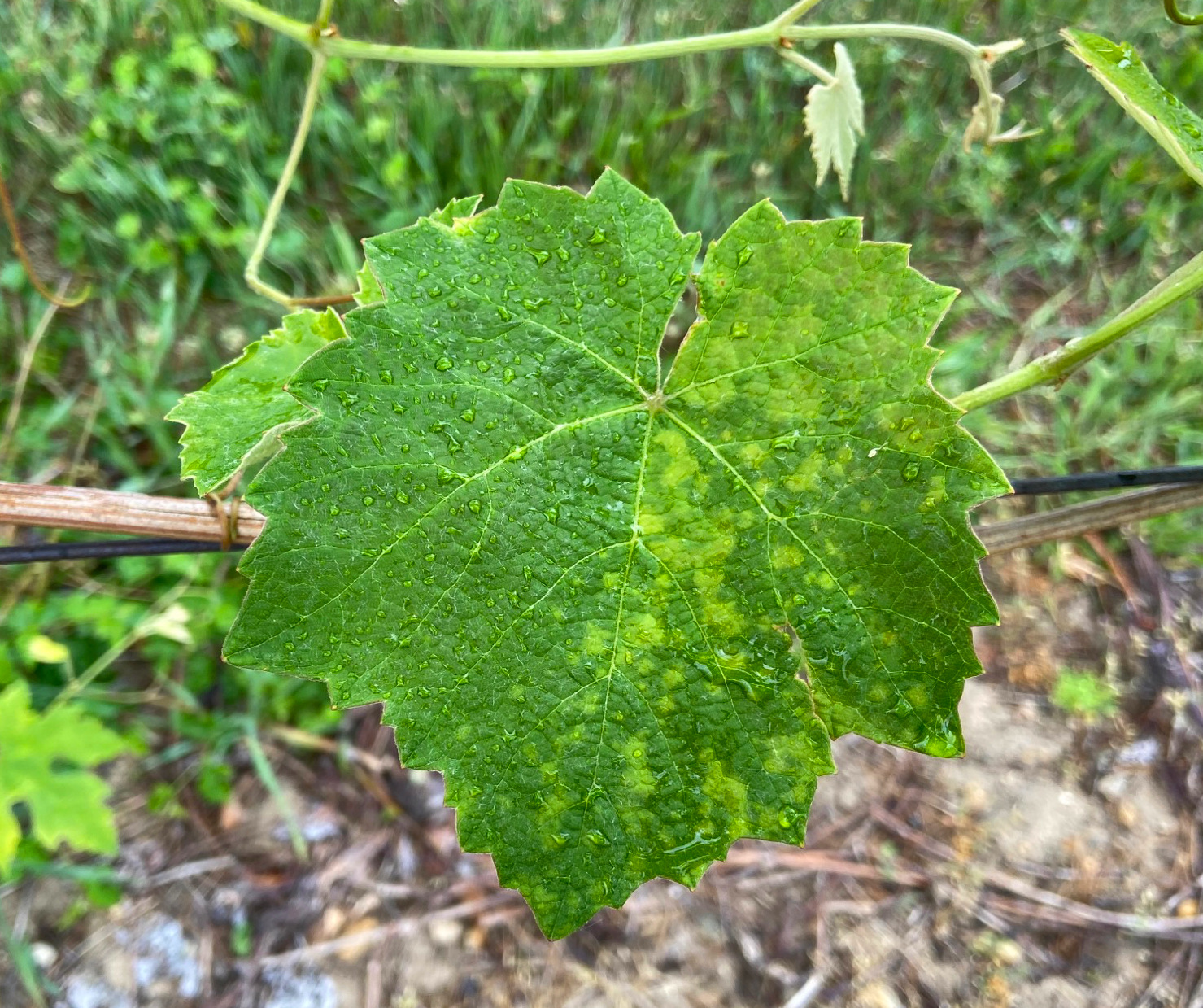 Downy mildew on grape leaf